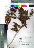  (Spiraea salicifolia - nagami020)  @11 [ ] Copyright (2021) Unspecified Forestry and Forest Products Research Institute