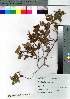  (Rhododendron tschonoskii subsp. tschonoskii - nagami025)  @11 [ ] Copyright (2021) Unspecified Forestry and Forest Products Research Institute