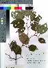  ( - nagami026)  @11 [ ] Copyright (2021) Unspecified Forestry and Forest Products Research Institute