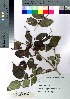  (Lonicera chamissoi - nagami027)  @11 [ ] Copyright (2021) Unspecified Forestry and Forest Products Research Institute