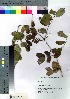  ( - nagami029)  @11 [ ] Copyright (2021) Unspecified Forestry and Forest Products Research Institute