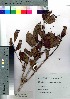  (Macrodiervilla - nagami030)  @11 [ ] Copyright (2021) Unspecified Forestry and Forest Products Research Institute