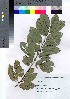  (Salix chaenomeloides - kikuch009)  @11 [ ] Copyright (2020) Unspecified Forestry and Forest Products Research Institute
