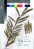  (Salix miyabeana subsp. gymnolepis - kikuch010)  @11 [ ] Copyright (2020) Unspecified Forestry and Forest Products Research Institute