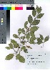  (Euonymus fortunei var. fortunei - gfsk0140)  @11 [ ] Copyright (2020) Unspecified Forestry and Forest Products Research Institute