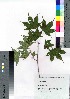  ( - gfsk0149)  @11 [ ] Copyright (2020) Unspecified Forestry and Forest Products Research Institute