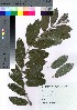  (Salix gracilistyla var. gracilistyla - takagi002)  @11 [ ] Copyright (2020) Unspecified Forestry and Forest Products Research Institute