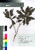  (Myrica rubra - takagi021)  @11 [ ] Copyright (2020) Unspecified Forestry and Forest Products Research Institute