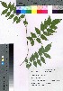  ( - takagi038)  @11 [ ] Copyright (2020) Unspecified Forestry and Forest Products Research Institute