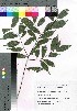  ( - takagi043)  @11 [ ] Copyright (2020) Unspecified Forestry and Forest Products Research Institute