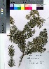  (Abies sachalinensis var. sachalinensis - Suzuki022)  @11 [ ] Copyright (2021) Unspecified Forestry and Forest Products Research Institute