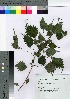  ( - Suzuki026)  @11 [ ] Copyright (2021) Unspecified Forestry and Forest Products Research Institute