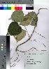  (Marsdenia tomentosa - Suzuki027)  @11 [ ] Copyright (2021) Unspecified Forestry and Forest Products Research Institute