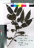 ( - Kiku006)  @11 [ ] Copyright (2021) Unspecified Forestry and Forest Products Research Institute