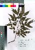  ( - Kiku007)  @11 [ ] Copyright (2021) Unspecified Forestry and Forest Products Research Institute