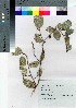  ( - AMM_07)  @11 [ ] Copyright (2021) Unspecified Forestry and Forest Products Research Institute