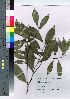  ( - TNG_28)  @11 [ ] Copyright (2021) Unspecified Forestry and Forest Products Research Institute