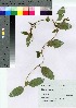  ( - TSG_01)  @11 [ ] Copyright (2021) Unspecified Forestry and Forest Products Research Institute