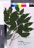  ( - TSG_22)  @11 [ ] Copyright (2021) Unspecified Forestry and Forest Products Research Institute