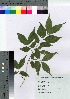 ( - TSG_31)  @11 [ ] Copyright (2021) Unspecified Forestry and Forest Products Research Institute