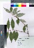  ( - TSG_36)  @11 [ ] Copyright (2021) Unspecified Forestry and Forest Products Research Institute