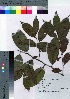  ( - TSG_37)  @11 [ ] Copyright (2021) Unspecified Forestry and Forest Products Research Institute