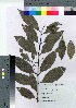  ( - TSG_41)  @11 [ ] Copyright (2021) Unspecified Forestry and Forest Products Research Institute