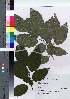  ( - TSG_49)  @11 [ ] Copyright (2021) Unspecified Forestry and Forest Products Research Institute