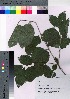  (Viburnum dilatatum - TSG_58)  @11 [ ] Copyright (2021) Unspecified Forestry and Forest Products Research Institute