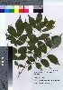  ( - TSG_65)  @11 [ ] Copyright (2021) Unspecified Forestry and Forest Products Research Institute