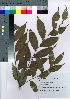  ( - TSG_66)  @11 [ ] Copyright (2021) Unspecified Forestry and Forest Products Research Institute