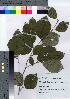  ( - HRS005)  @11 [ ] Copyright (2021) Unspecified Forestry and Forest Products Research Institute