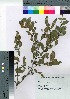  (Ligustrum ibota - HRS012)  @11 [ ] Copyright (2021) Unspecified Forestry and Forest Products Research Institute