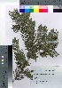  (Cephalotaxus harringtonia var. harringtonia - HRS021)  @11 [ ] Copyright (2021) Unspecified Forestry and Forest Products Research Institute