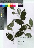  ( - HRS030)  @11 [ ] Copyright (2021) Unspecified Forestry and Forest Products Research Institute