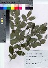  ( - HRS031)  @11 [ ] Copyright (2021) Unspecified Forestry and Forest Products Research Institute