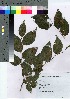  ( - HRS035)  @11 [ ] Copyright (2021) Unspecified Forestry and Forest Products Research Institute