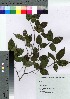  ( - HRS060)  @11 [ ] Copyright (2021) Unspecified Forestry and Forest Products Research Institute