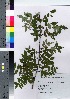  (Zanthoxylum piperitum f. inerme - HRS063)  @11 [ ] Copyright (2021) Unspecified Forestry and Forest Products Research Institute