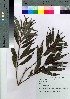  ( - HRS064)  @11 [ ] Copyright (2021) Unspecified Forestry and Forest Products Research Institute