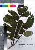  ( - HRS067)  @11 [ ] Copyright (2021) Unspecified Forestry and Forest Products Research Institute