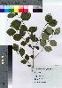  (Lonicera gracilipes var. glabra - HRS068)  @11 [ ] Copyright (2021) Unspecified Forestry and Forest Products Research Institute
