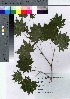  ( - HRS070)  @11 [ ] Copyright (2021) Unspecified Forestry and Forest Products Research Institute