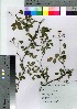  ( - HRS091)  @11 [ ] Copyright (2021) Unspecified Forestry and Forest Products Research Institute