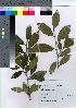  ( - HRS097)  @11 [ ] Copyright (2021) Unspecified Forestry and Forest Products Research Institute