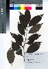  (Diospyros morrisiana - YSR_18)  @11 [ ] Copyright (2021) Unspecified Forestry and Forest Products Research Institute