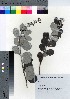  ( - YSR_25)  @11 [ ] Copyright (2021) Unspecified Forestry and Forest Products Research Institute