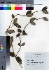  ( - YSR_45)  @11 [ ] Copyright (2021) Unspecified Forestry and Forest Products Research Institute