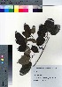  ( - YSR_46)  @11 [ ] Copyright (2021) Unspecified Forestry and Forest Products Research Institute
