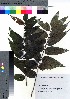  ( - YSR_62)  @11 [ ] Copyright (2021) Unspecified Forestry and Forest Products Research Institute